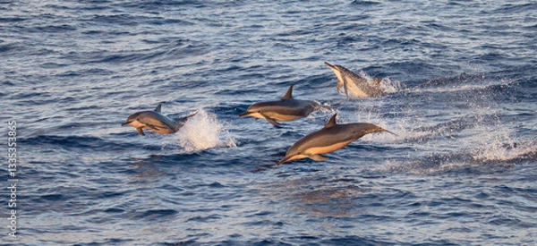 Obraz Dolphins Leaping Out of the Water in Golden Hour Lighting