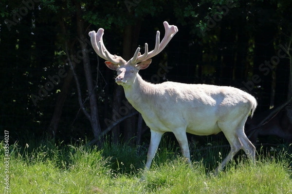 Obraz Albino white deer