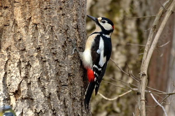 Fototapeta Buntspecht