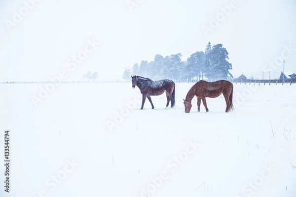 Obraz horses