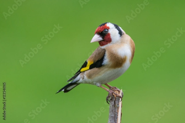 Obraz Goldfinch
