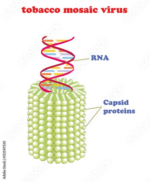 Fototapeta Tobacco mosaic virus with RNA isolated. Schematic vector model of tobacco mosaic virus.  first virus to ever be discovered and key to gene therapy.