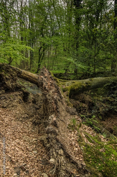 Fototapeta Sturm, umgestürzter Baum nach einem Sturm, Oefte, Essen, Germany