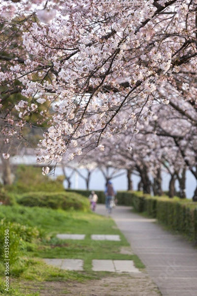 Fototapeta 桜の並木道（等々力緑地・神奈川県川崎市）