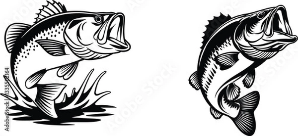 Obraz Collation of  bass fish, vector illustration.