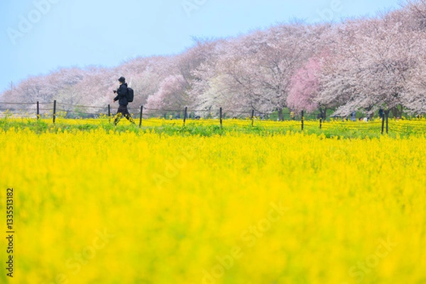 Obraz イエローマン