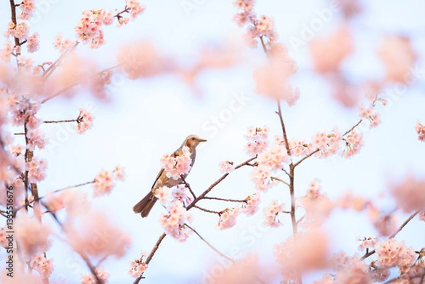 Obraz ヒヨドリと河津桜