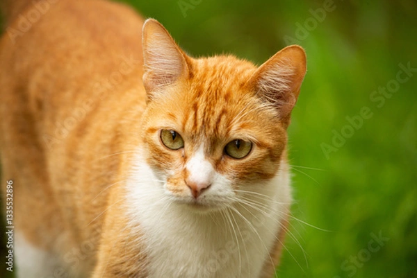 Obraz red tabby cat
