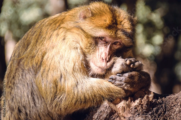 Fototapeta Portrait barbary macaque monkey on a stub, Ifrane, Morocco