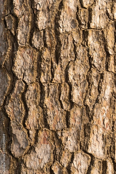 Fototapeta 表面がうろこのようになっているアカマツの幹