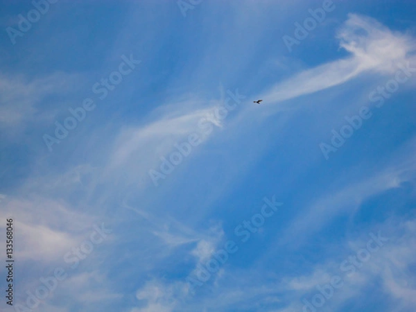 Obraz Bird in the sky