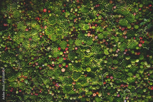 Obraz Naturalne tło soczystych roślin w delikatnych ciepłych i ciemnych kolorach z nastrojem vintage. Jasna i świeża ściana roślin organicznych.