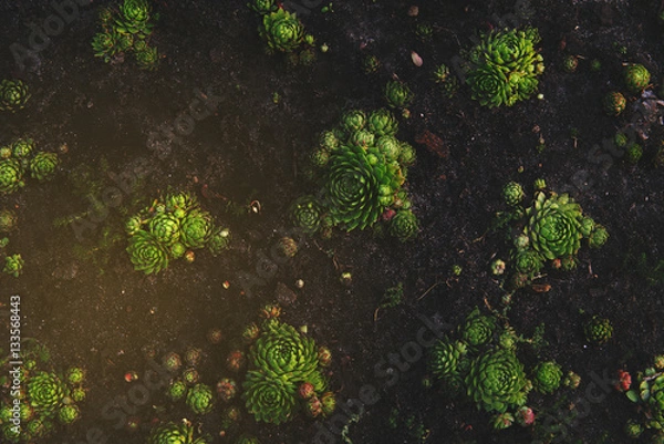Obraz Succulent plant natural background in soft warm and dark colors with vintage mood. Bright and fresh organic plant wall.