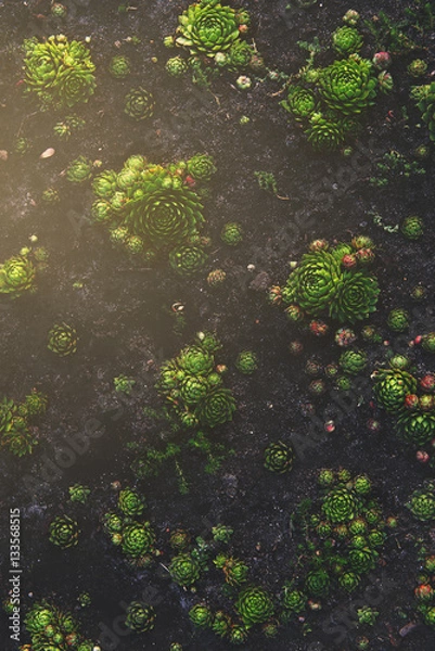 Obraz Succulent plant natural background in soft warm and dark colors with vintage mood. Bright and fresh organic plant wall.