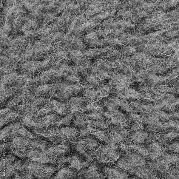 Obraz Raw Merino Sheep Wool Macro Closeup, Large Detailed Grey Texture