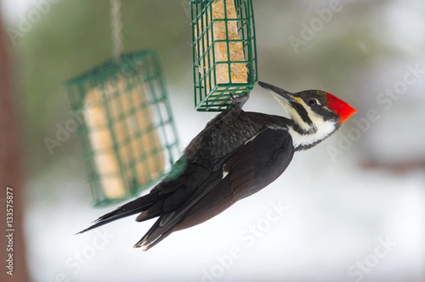 Fototapeta A Pileated woodpecker (Dryocopus pileatus), hangs upside down on a suet cage under the canopy of a feeder.