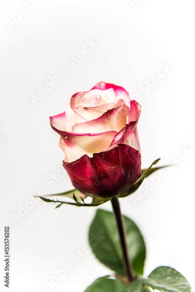 Obraz Pink and White Rose