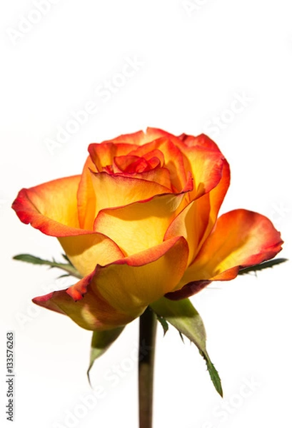 Fototapeta Sunset Rose