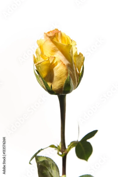 Obraz Yellow Rose