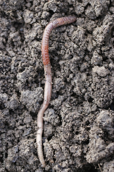 Fototapeta regenwurm