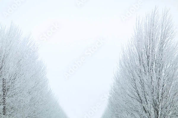 Fototapeta Snowy trees