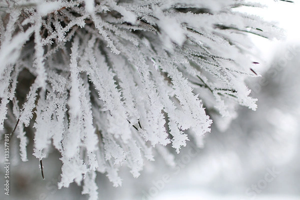 Fototapeta Snow Pieces