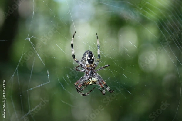 Fototapeta Spider hanging in its web.