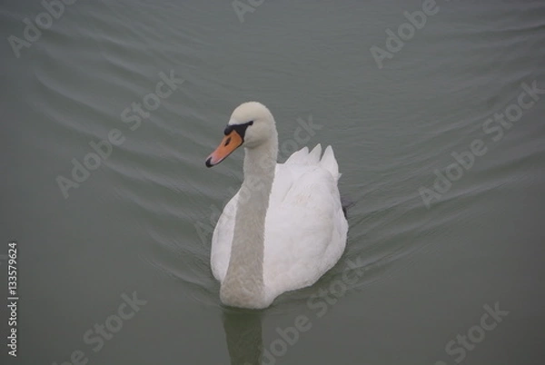 Obraz swan