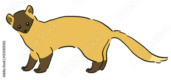 Fototapeta 夏毛のテンのイラスト