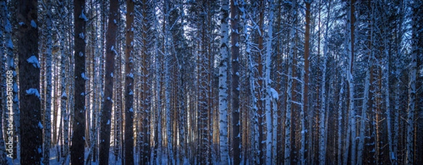 Fototapeta Winter forest in sunny weather during the day