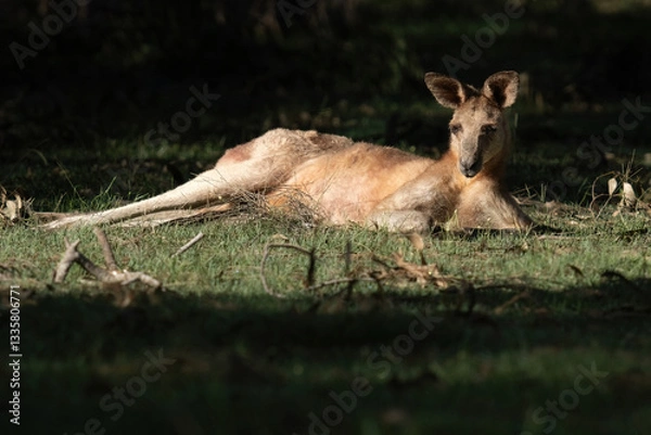 Obraz A kangaroo resting on the grass