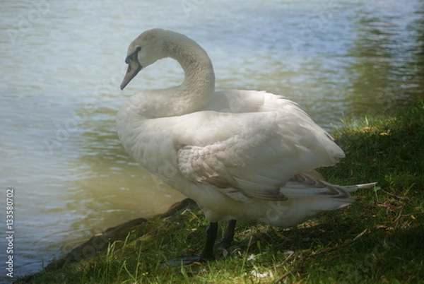Obraz swan