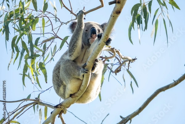 Obraz A koala relaxing in a tree