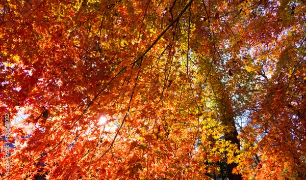 Fototapeta 紅葉
