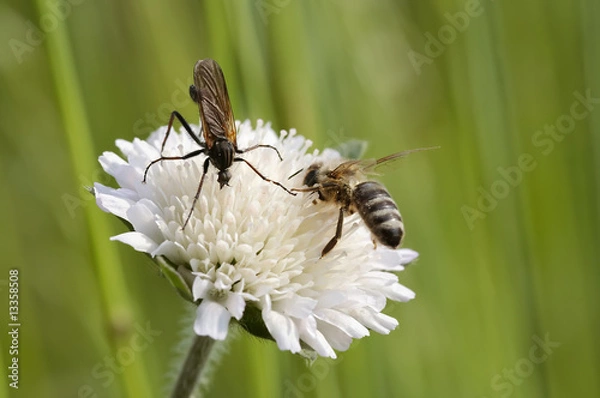 Fototapeta pollination