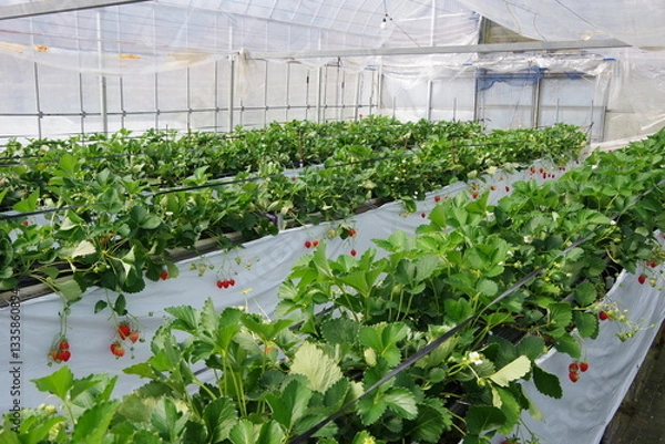 Obraz いちごハウス