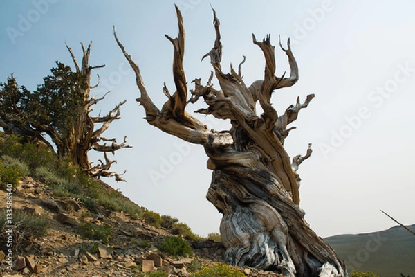 Obraz Twisted bristlecone pine tree in California's White Mountains