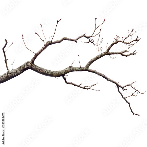 Fototapeta This image features a close-up view of a tree branch in a natural setting, with unique textures.