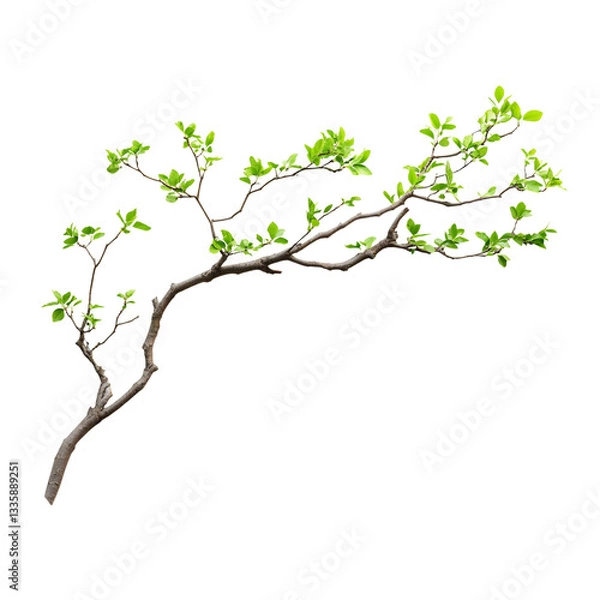 Fototapeta A branch displaying green leaves and a rough brown trunk on display