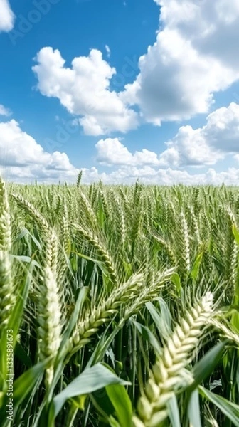 Fototapeta Vibrant wheat field underneath a bright blue sky with fluffy clouds