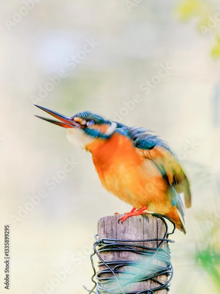 Obraz 頭を回転しているカワセミ