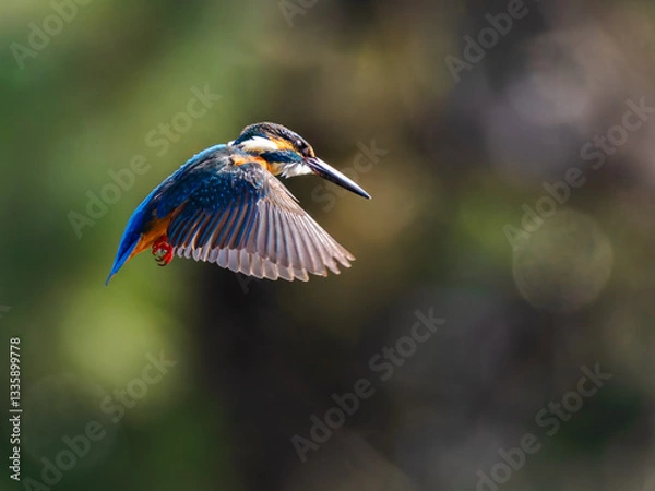 Obraz ホバリング中のカワセミ02