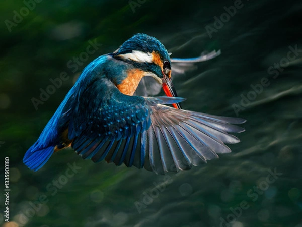 Obraz ホバリング中のカワセミ01