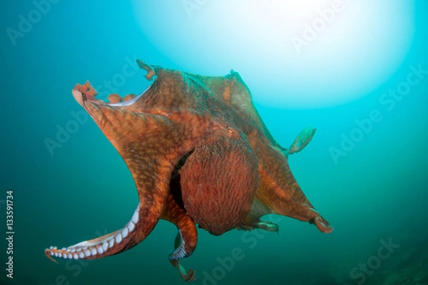 Obraz Flight of giant octopus