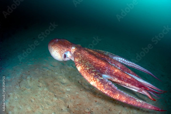 Fototapeta Flight of giant octopus