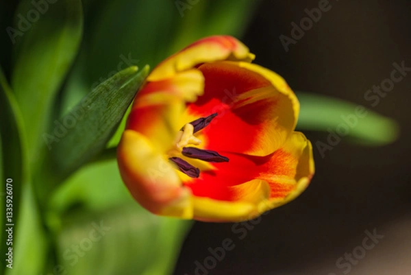 Fototapeta spring tulips in the garden for easter