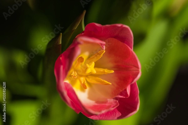 Fototapeta spring tulips in the garden for easter