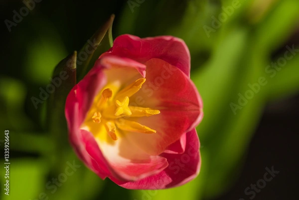 Fototapeta spring tulips in the garden for easter