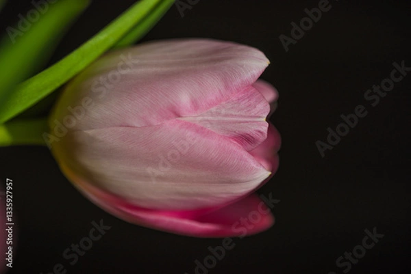Fototapeta spring tulips in the garden for easter