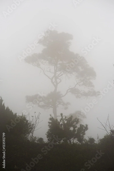 Obraz Tree in Fog